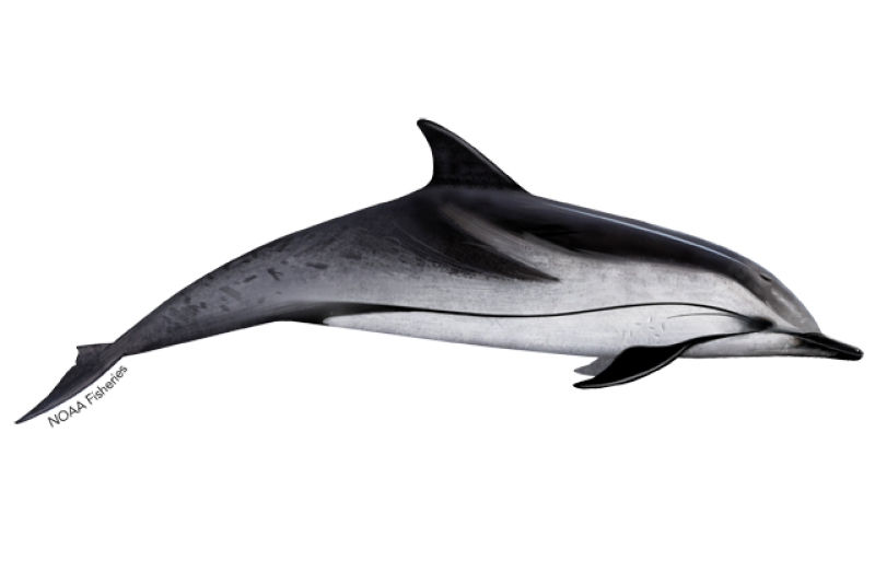 striped dolphin